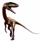 Coelophysis Stock Photo