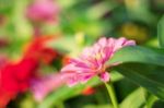 Gerbera With The Colorful Stock Photo