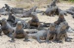 Marine Iguanas Bask In The Sun,  Galapagos Stock Photo