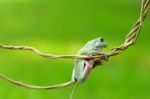 Dumpy Frogs, Dumpy Tree Frogs On Twigs Stock Photo