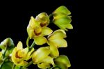 Cymbidium Stock Photo