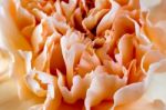 Orange Crinkly Carnation Stock Photo