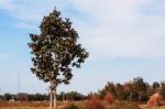 Trees On The Fields In Thailand Stock Photo