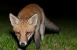 Wild Red Fox Stock Photo