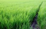 Green Rice Field Stock Photo