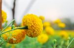 Marigold With Sky Background Stock Photo