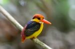 Black-backed Kingfisher Stock Photo