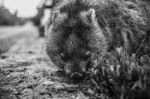 Adorable Large Wombat During The Day Looking For Grass To Eat Stock Photo