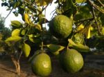 Fruit Tree Stock Photo