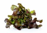 Lettuce Isolated On The White Background Stock Photo