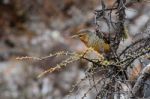 Brown Bird Perched On A Twig Stock Photo