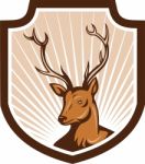 Deer Stag Buck Antler Head Shield Stock Photo