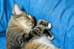 Cat Lying On Bed Stock Photo