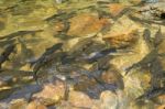 Fish Swimming In Rivers, Lakes, Sea, Fishing Stock Photo