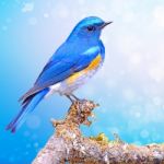 Male Himalayan Bluetail Stock Photo