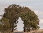 Tunnel Of Trees Stock Photo