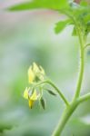 Solanum Laciniatum Flower Stock Photo