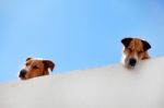 Two Dogs Peaking Stock Photo