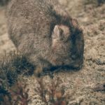 Adorable Large Wombat During The Day Looking For Grass To Eat Stock Photo