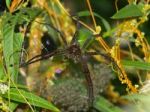 Mother Wolf Spider Stock Photo