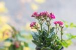 Colorful Small Flowers Of Kalanchoe Blossfeldiana Stock Photo