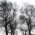 Branches Of A Tree Without Leaves In Spring Stock Photo