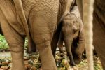 Thai Baby Elephant Stock Photo