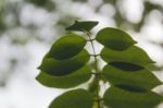 Leaf Stock Photo