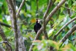 Hill Myna Stock Photo