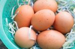 Egg In The Plastic Basket Stock Photo