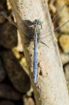 Epaulet Skimmer (orthetrum Chrysostigma) Stock Photo