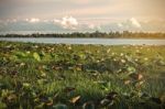 Lotus With The Lake Is Dry Stock Photo