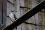 Fuengirola, Andalucia/spain - July 4 : Sacred Kingfisher (todira Stock Photo