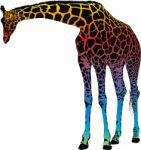 Giraffe - Abstract Rainbow Stock Photo