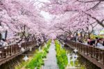 Jinhae,korea - April 2 : Jinhae Gunhangje Festival Is The Largest Cherry Blossom Festival In Korea.tourists Taking Photos Of The Beautiful Scenery Around Jinhae,korea On April 2,2016 Stock Photo