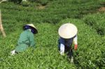 Dalat, Vietnam, July 30, 2016: A Group Of Farmers Picking Tea On A Summer Afternoon In Cau Dat Tea Plantation, Da Lat, Vietnam Stock Photo