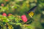 Monarch Butterfly Stock Photo