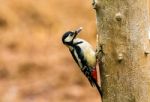 Great Spotted Woodpecker In A Spring Forest Stock Photo