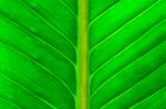 Fresh Green Leaf Stock Photo