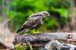 Common Buzzard (buteo Buteo) In A Forest Stock Photo