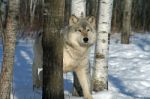 Lone Gray Wolf Stock Photo