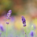 Lavender Stock Photo