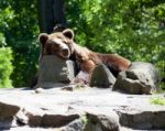 Brown Bear In City Zoo Stock Photo