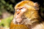 Bush Monkey In Africa Morocco And Natural Stock Photo