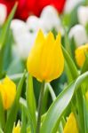 Colorful Tulips In Garden Stock Photo