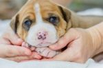 Pit Bull Puppy Dog Stock Photo