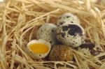 Quail Eggs Stock Photo