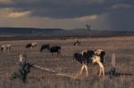 Australian Cows Stock Photo