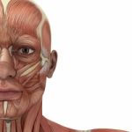 Facial Muscles Stock Photo