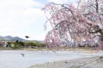 Sakura Cherry Blossom Stock Photo